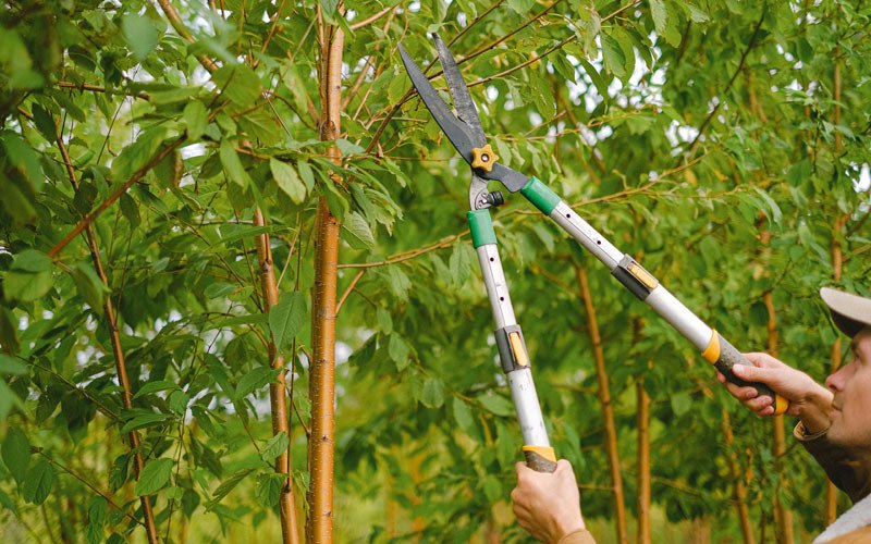 Tree trimming in Schererville, IN
